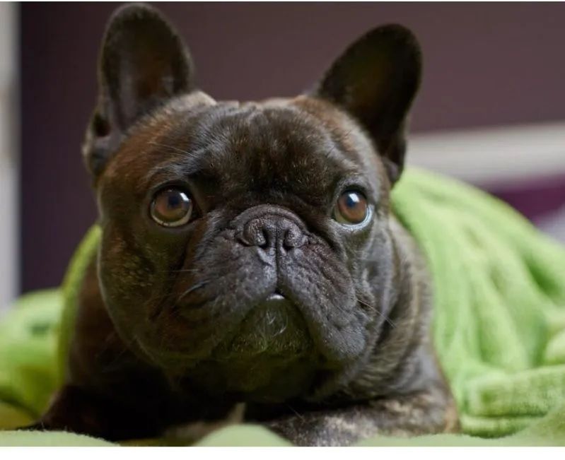 Vendo buldogue 