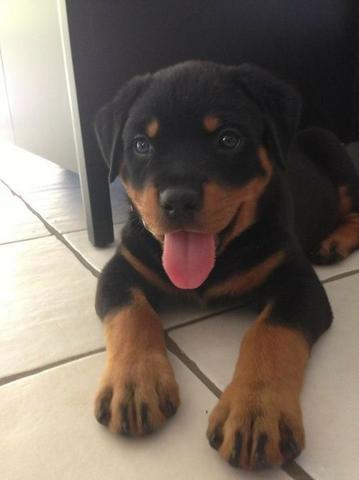 Rottweiler Lindos filhotes a pronta entrega, 15 anos de trabalho