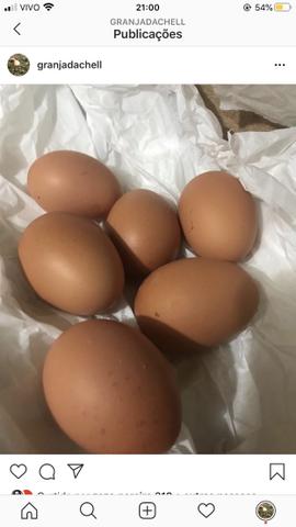 Ovos orgânicos galados - Foto 3