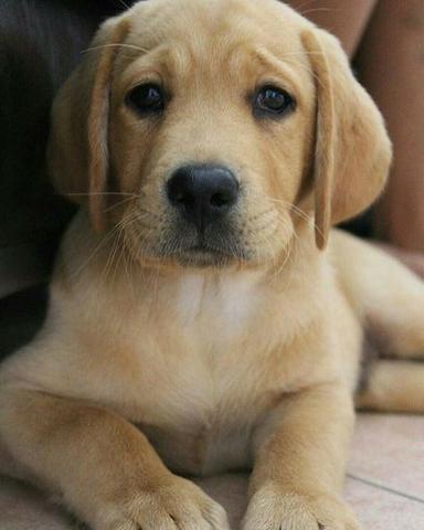 Labrador Lindos filhotes a pronta entrega, 15 anos de trabalho - Foto 2