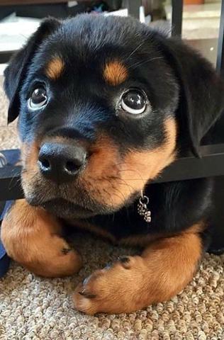 Rottweiler Lindos filhotes a pronta entrega, 15 anos de trabalho - Foto 2