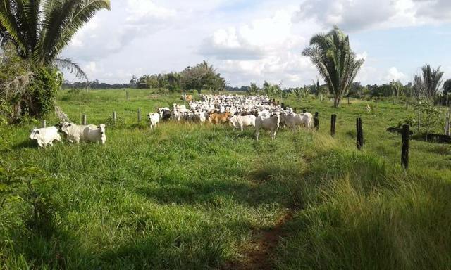 Fazenda 388 alqueires top #ref082 - Foto 3