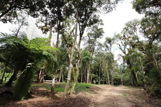 Terreno rural com 4.000 m² no Borda do Campo - Foto 5