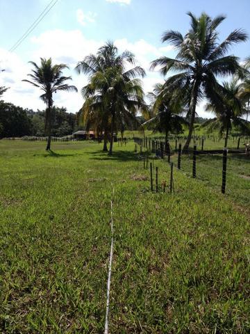 Bela fazenda com 450 hectares, super estruturada em Itapecuru -Mirim! - Foto 11