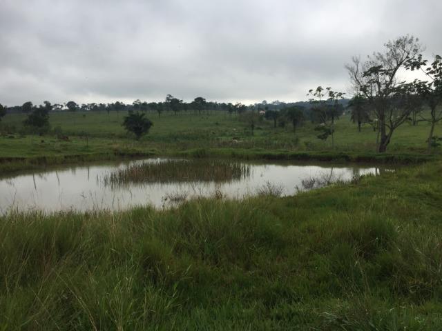 25 Alqueires-Avelinópolis Goiás-Próx. Goiânia-Excelente Preço R$ 150.000,00 o Alqueire - Foto 2