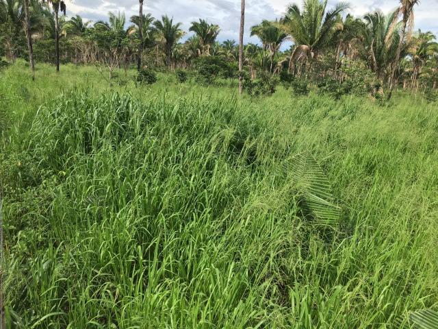 Bela fazenda com 450 hectares, super estruturada em Itapecuru -Mirim! - Foto 8