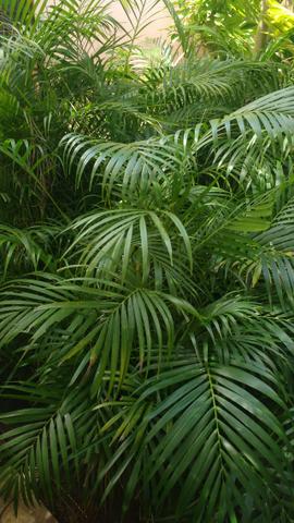 Palmeiras areca bambú - Foto 3