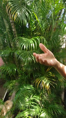 Palmeiras areca bambú