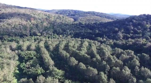 Fazenda de Cacau, Látex e Mogno no Brasil - Cidade Ituberá-BA - Foto 17