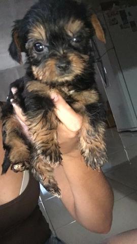 Vende-se - Foto 3