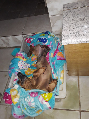 Meu doguinho tá procurando uma namorada - Foto 3