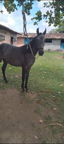 Potro filho do Campeão Nero de Itapoan na Serena do JRG 