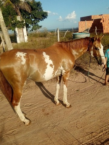 Cavalo 