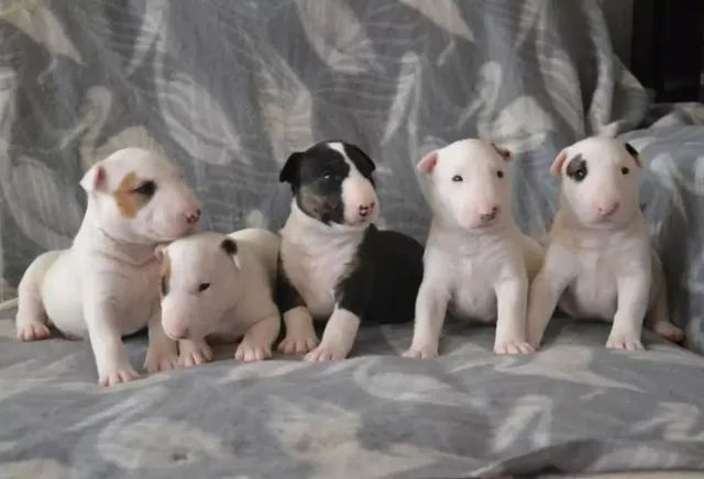 Bull Terrier filhote disponível.