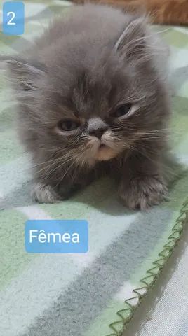 FILHOTES DE GATO PERSA LITORAL - Foto 2