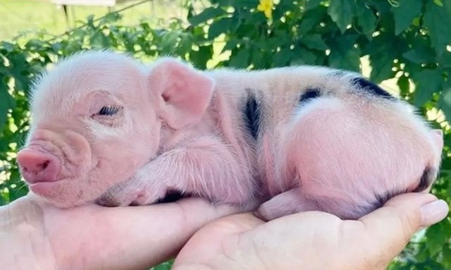 Mini Pig (micro porco)