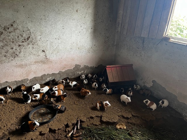 Lindos porquinhos da Índia 