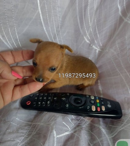 Pinscher minis entregamos hoje 799 