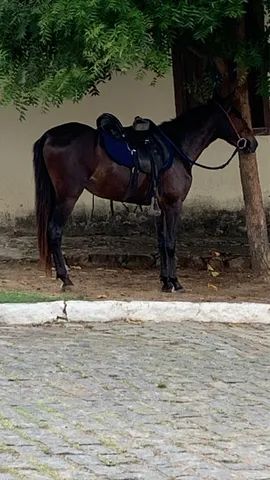 Potro MM - Mulato da Pedra Ferrada