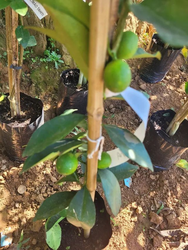Mudas Frutíferas Enxertadas  - Foto 5