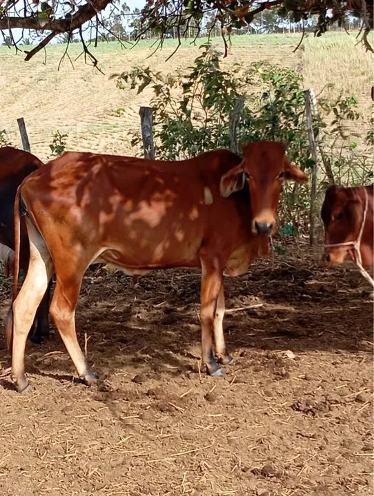 Vacas, novilhas e bezerros 