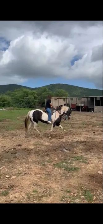 Potro Paint Horse - 9 meses - Foto 4