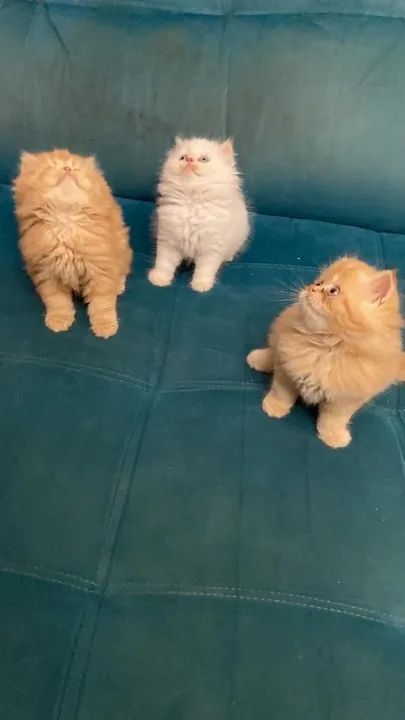 Persa maravilhosos pra vc! ENTREGAMOS  - Foto 2