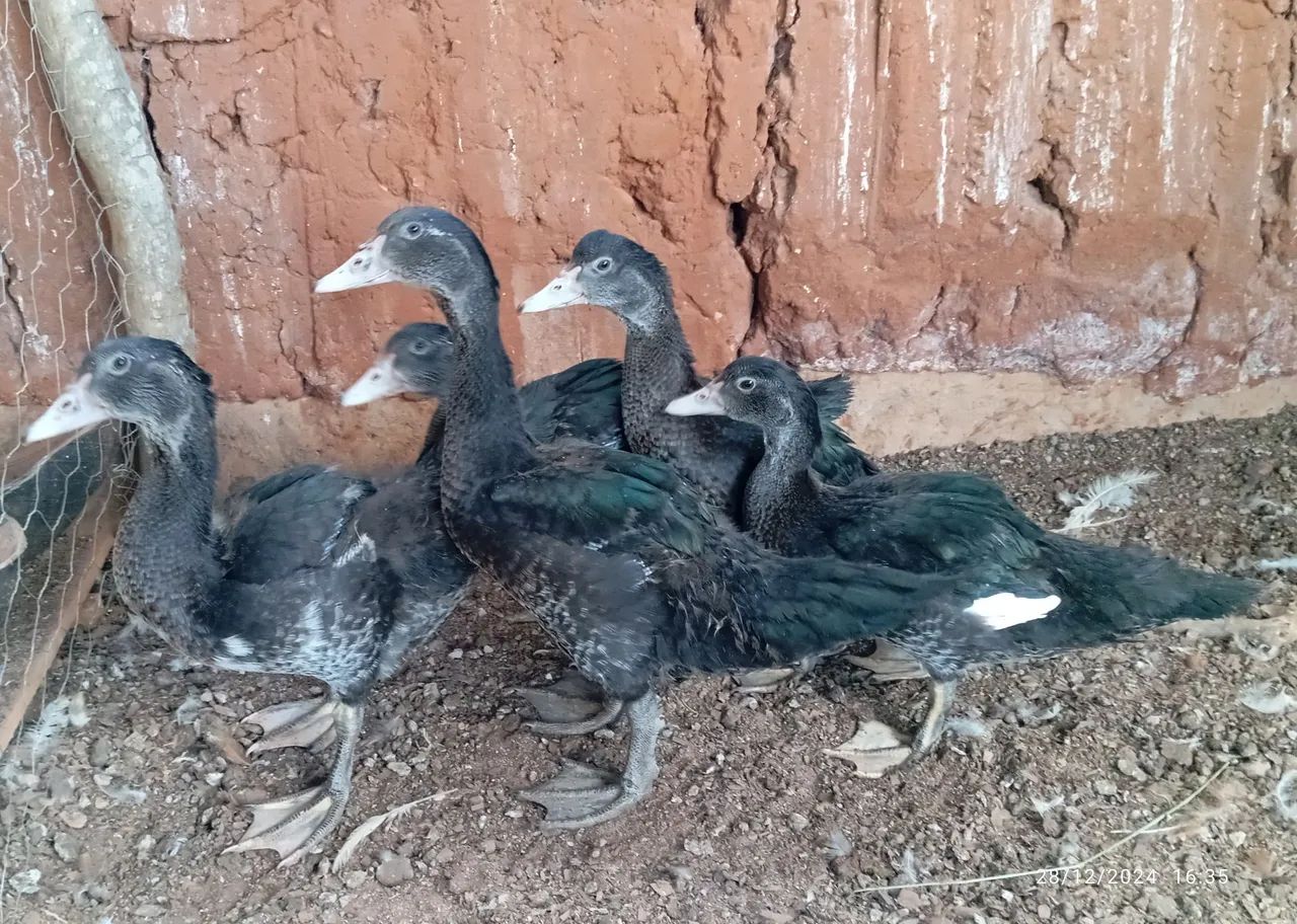 Patos Indios - Raros e Lindos - Foto 2