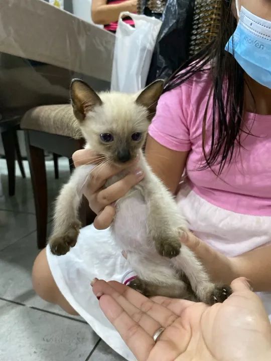 FILHOTES DE GATO PARA DOAÇÃO - Foto 4