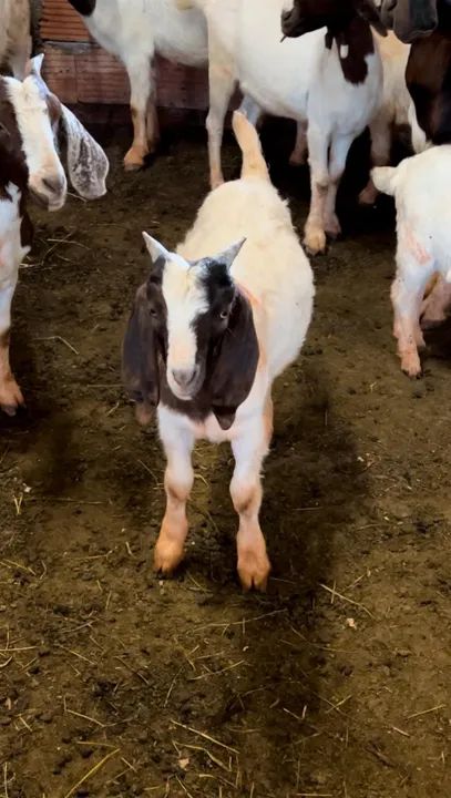Cabrito reprodutor Boer puro desmamado - Foto 2