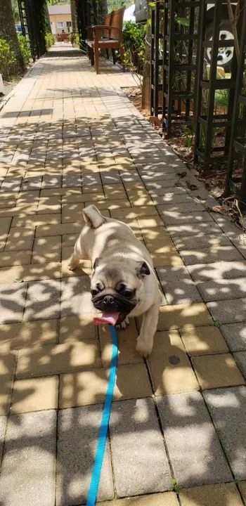 Passeador de pets (Dog Walker) - Foto 4