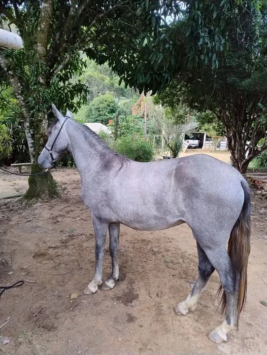 Potro Mangalarga Marchador - Foto 2