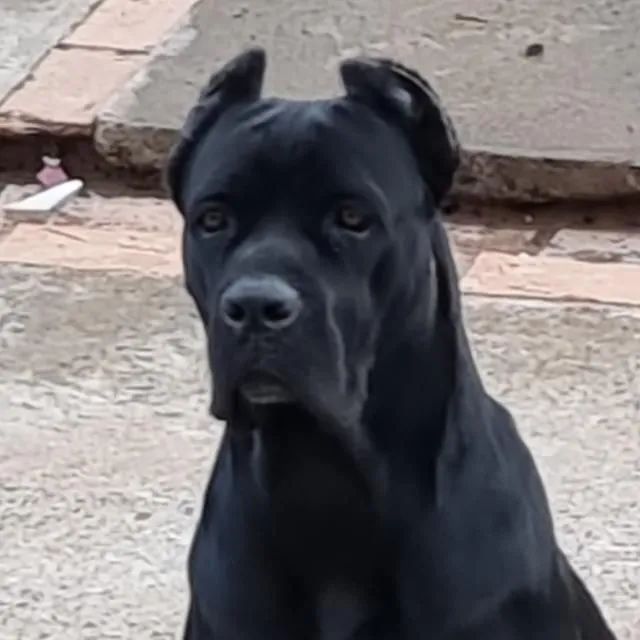 Cane Corso - filhotes disponíveis - pretos - 20 dias - Foto 6