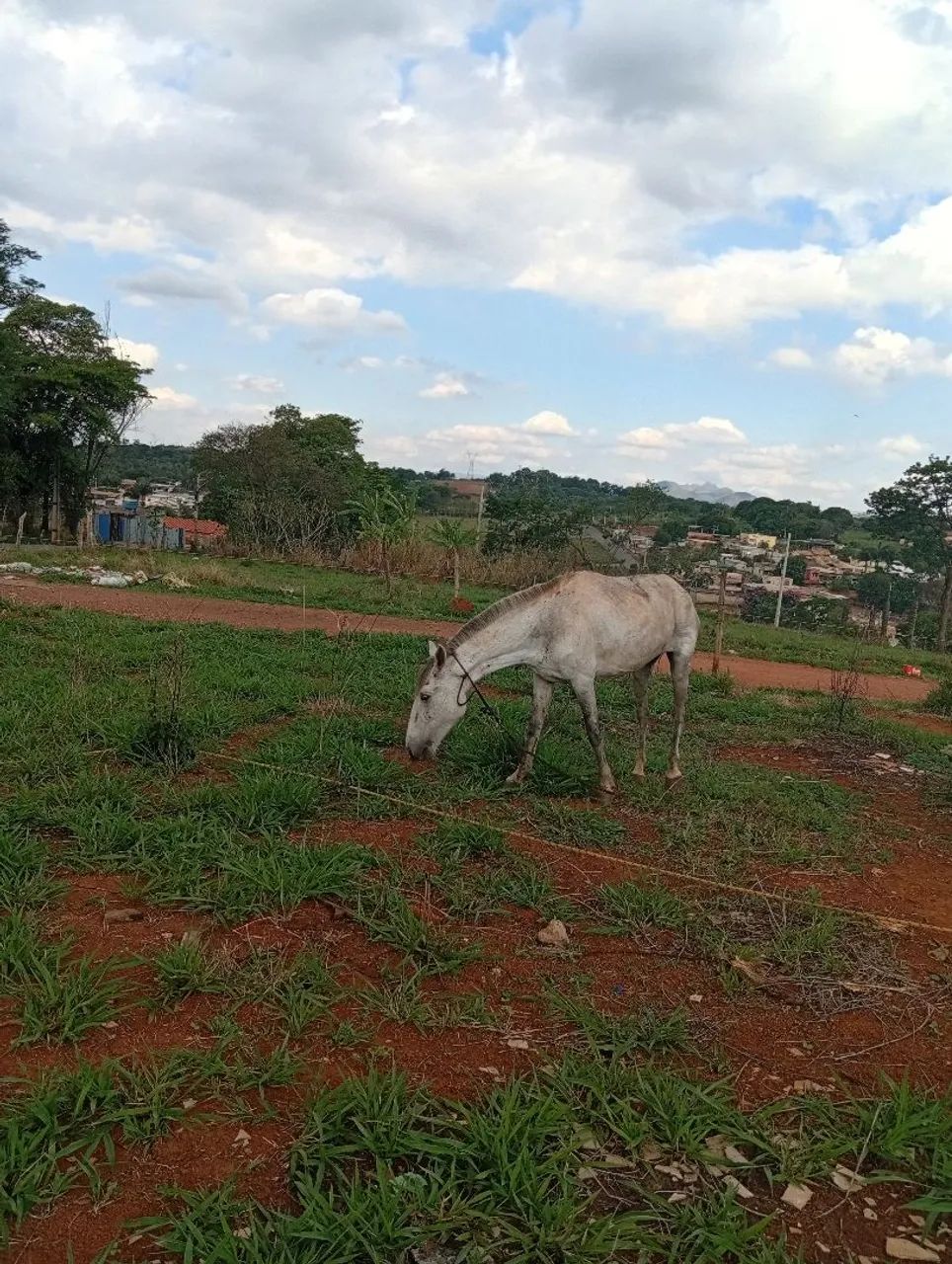Vendo por 1.500,00 ou troco por bezerra, interessadod só me chamar no ZAP. - Foto 3