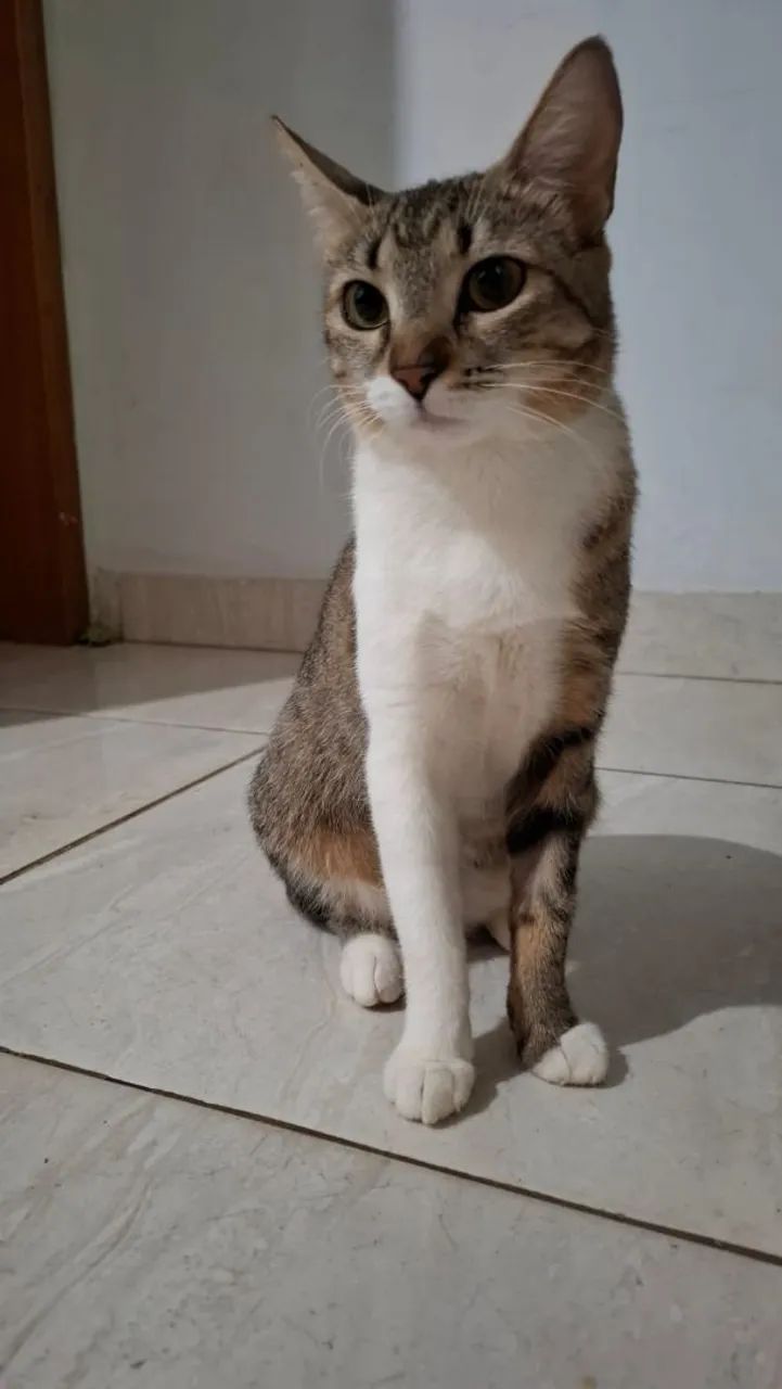 Doação de gata linda e castrada - Foto 4