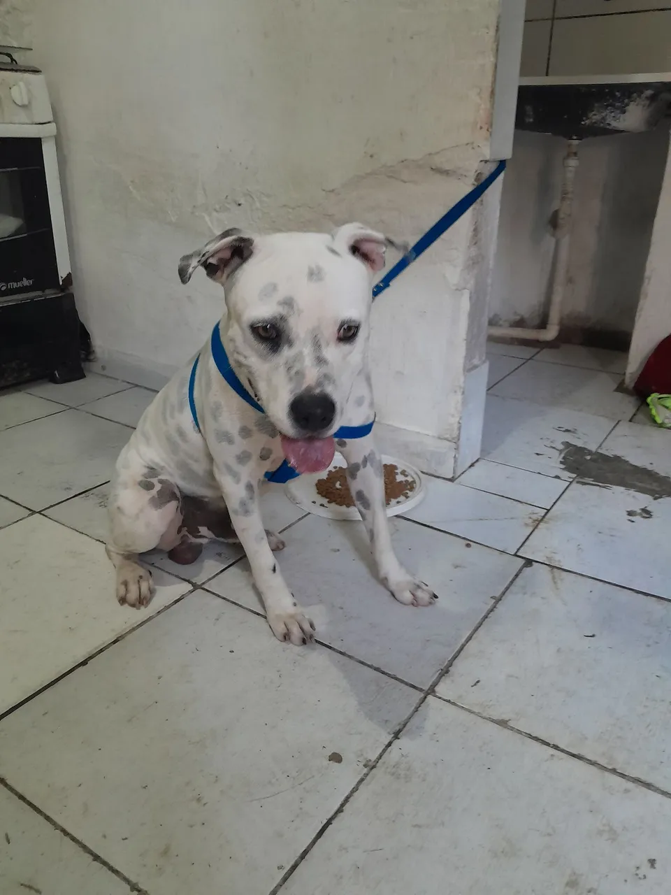Pitbul para venda