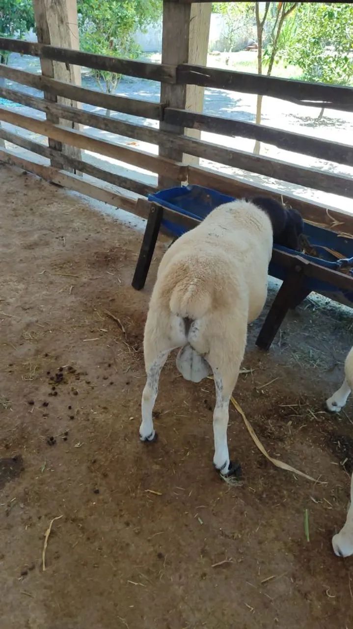  Vende se Carneiro doper - Foto 5