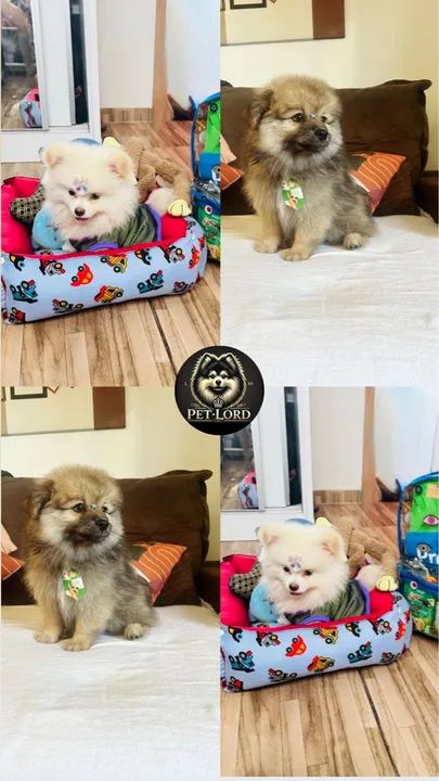 Filhote de Spitz Alemão