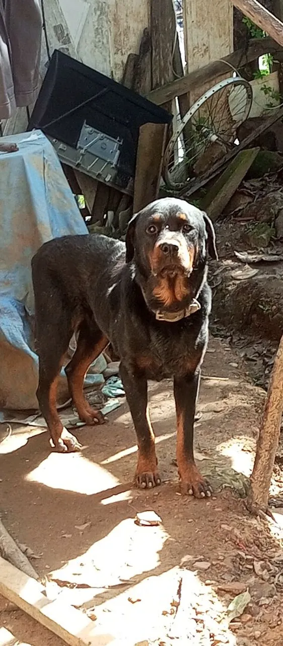 Rottweiler para adoção
