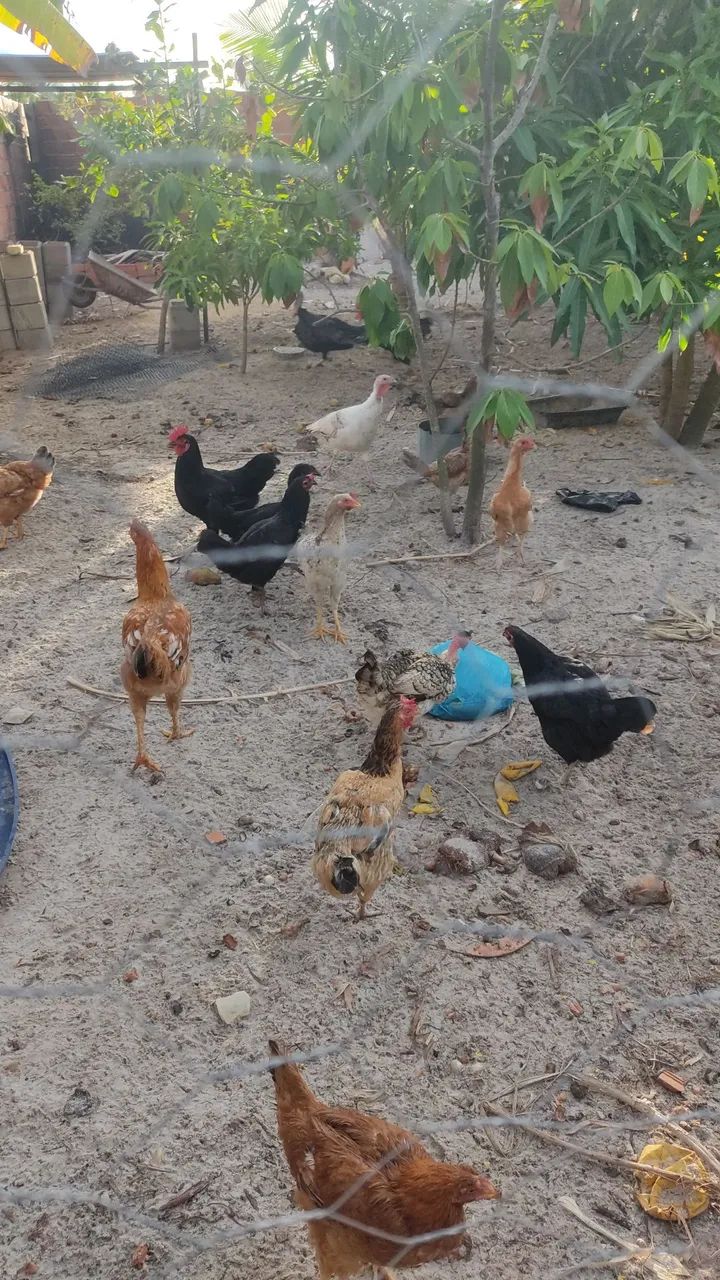 Galinhas copeira 