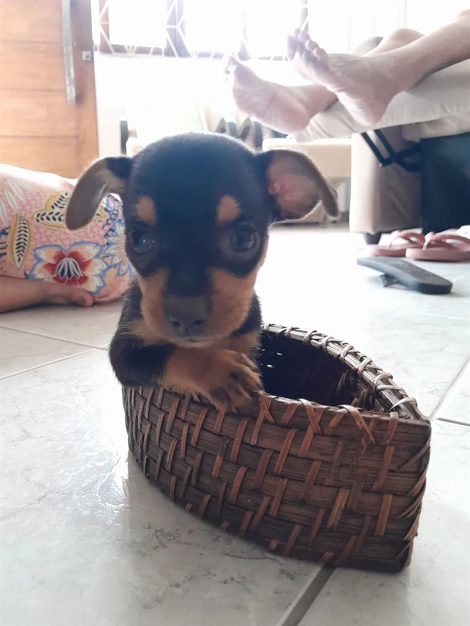Pinscher zero