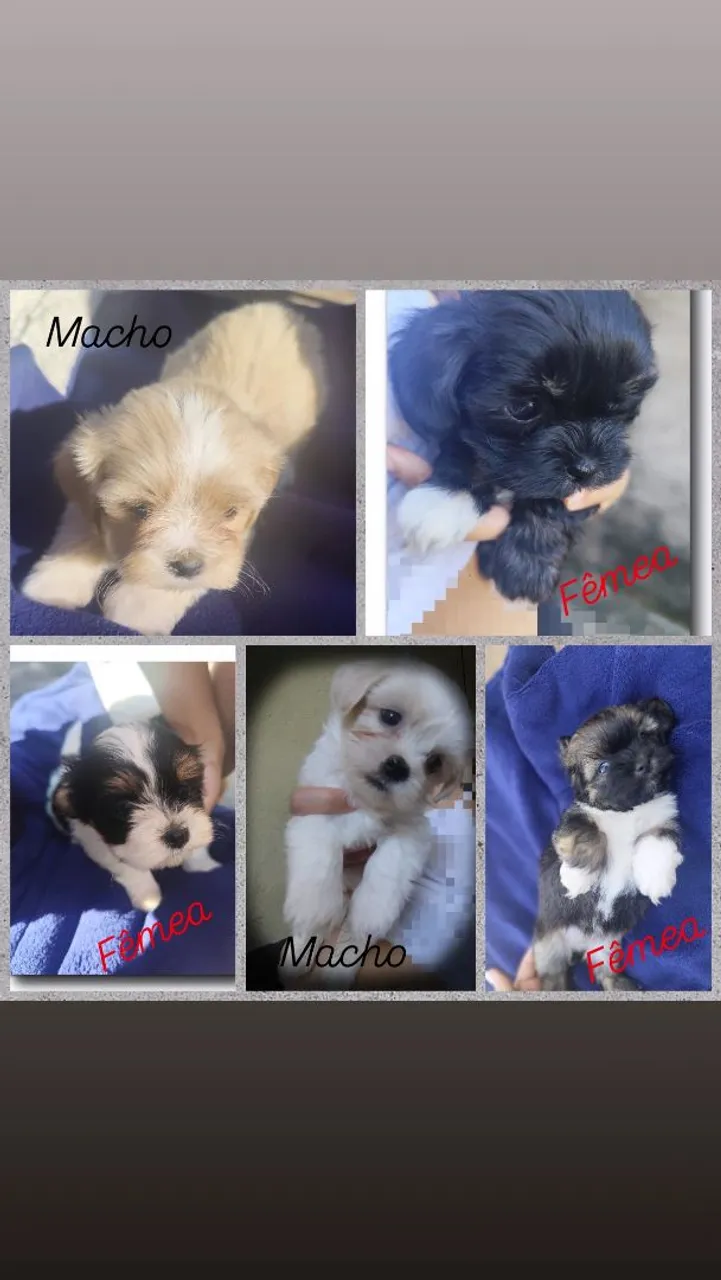 Filhotes de Shih Tzu