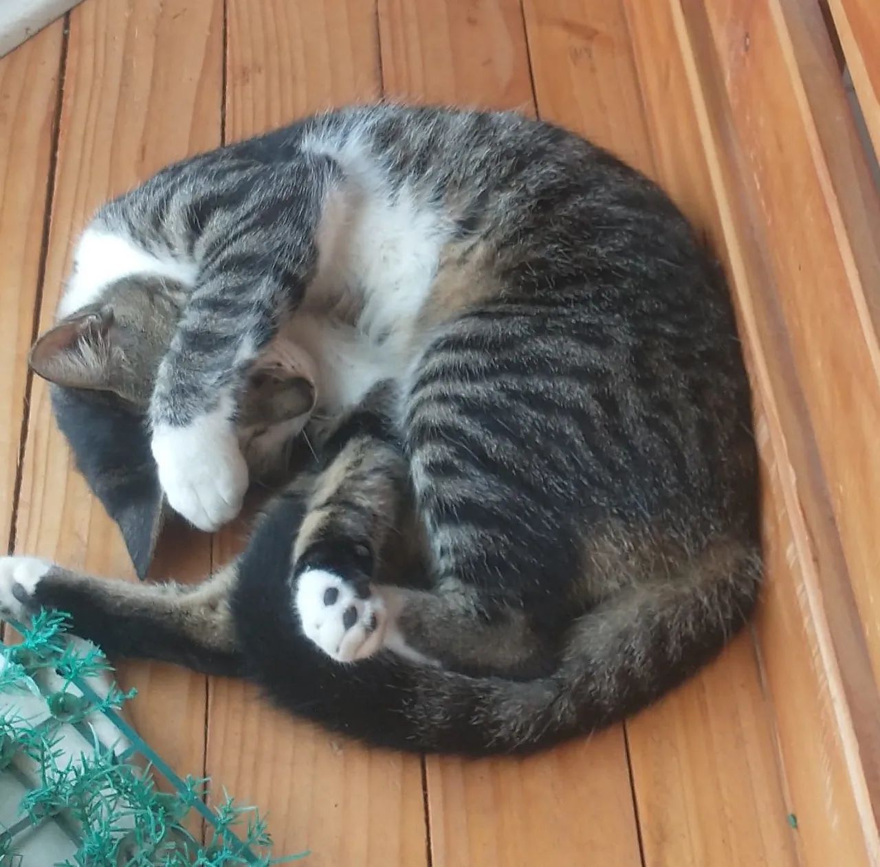 Gato lindo disponível para adoção responsável  - Foto 2