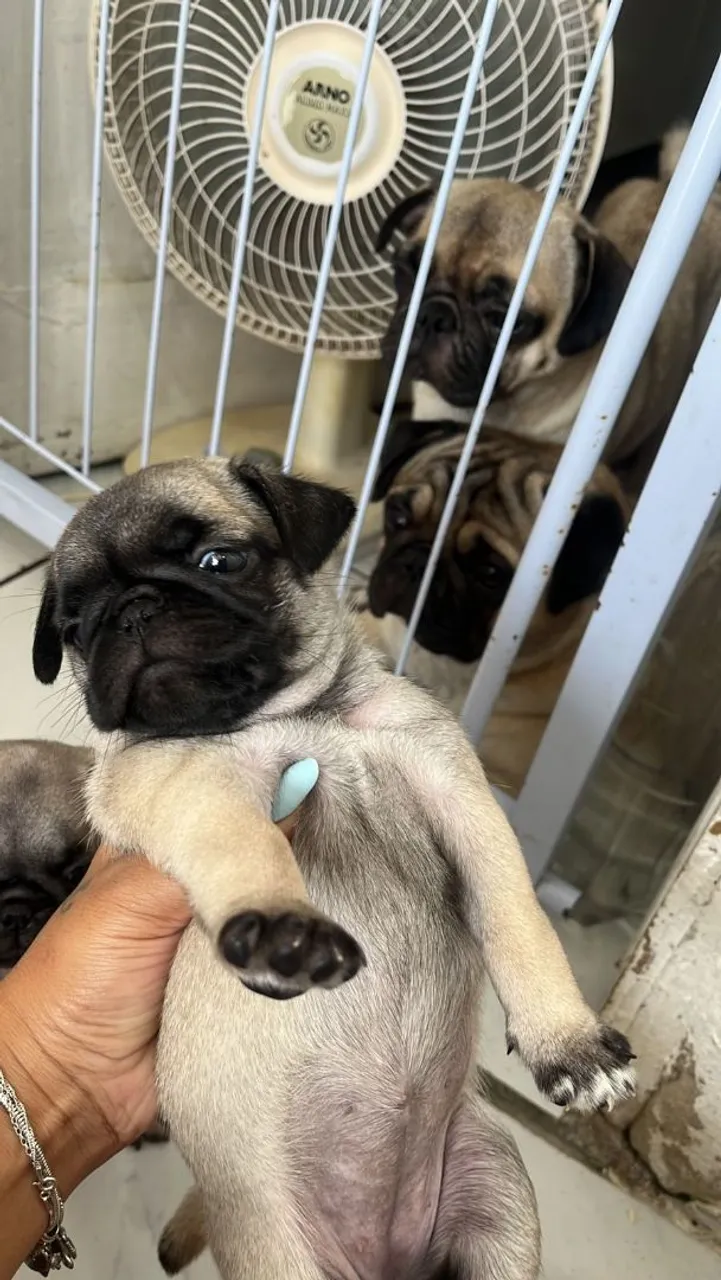 Filhote de Pug 