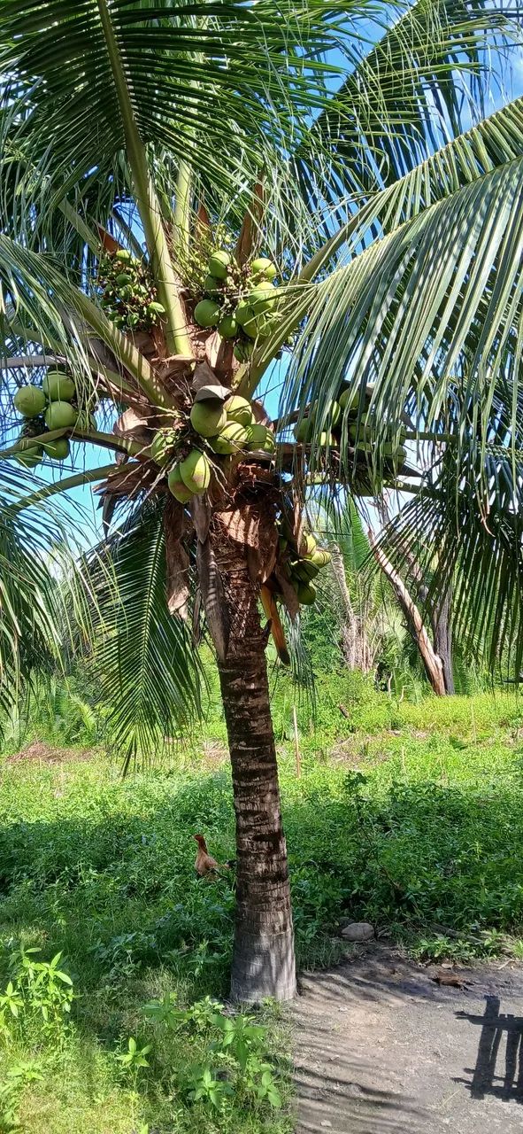 Vendo coco verde - Foto 2