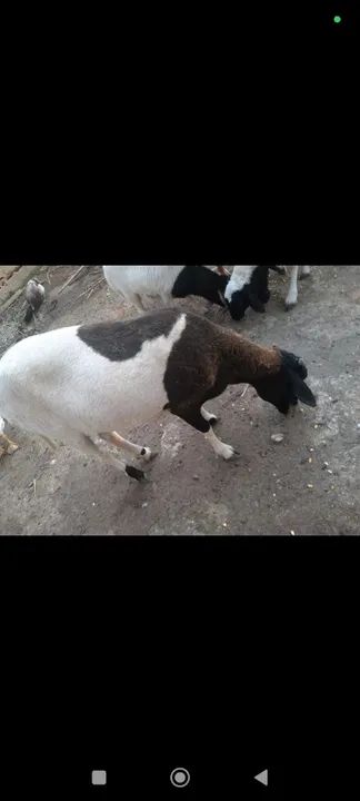 Ovelhas, carneiro, bode e cabra à venda - Foto 4