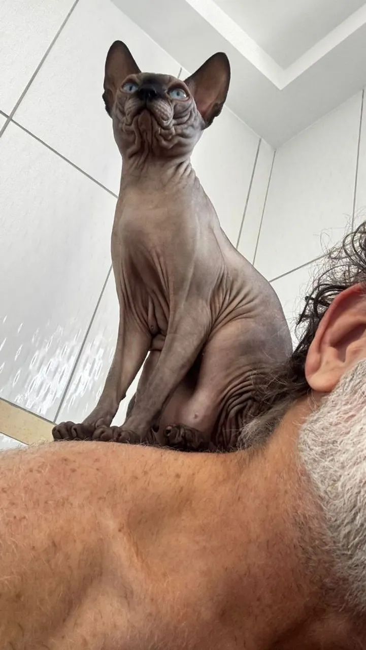 Gatinhos Sphynx( gato Egípcio)  - Foto 3