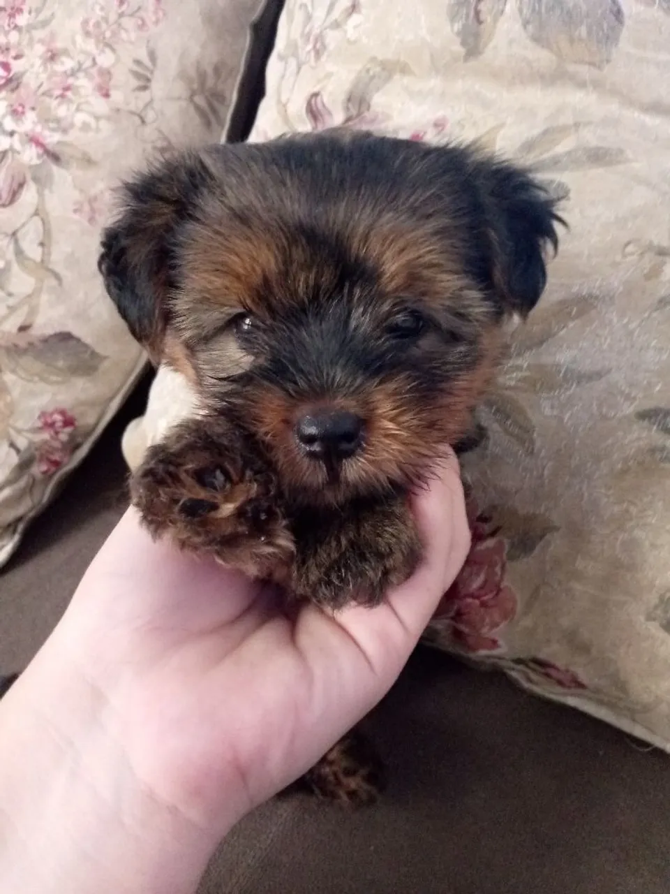 Vendo um cachorro da Raça yorkshire 