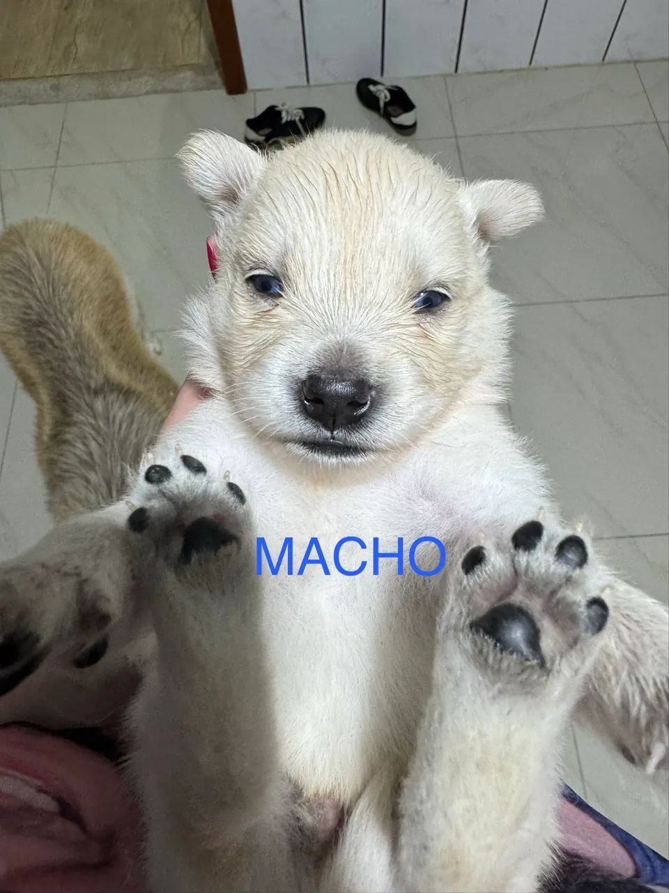 Vendo filhote de husky com border collie  - Foto 4