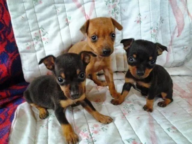 Lindos filhotes de Pinscher  - Foto 3